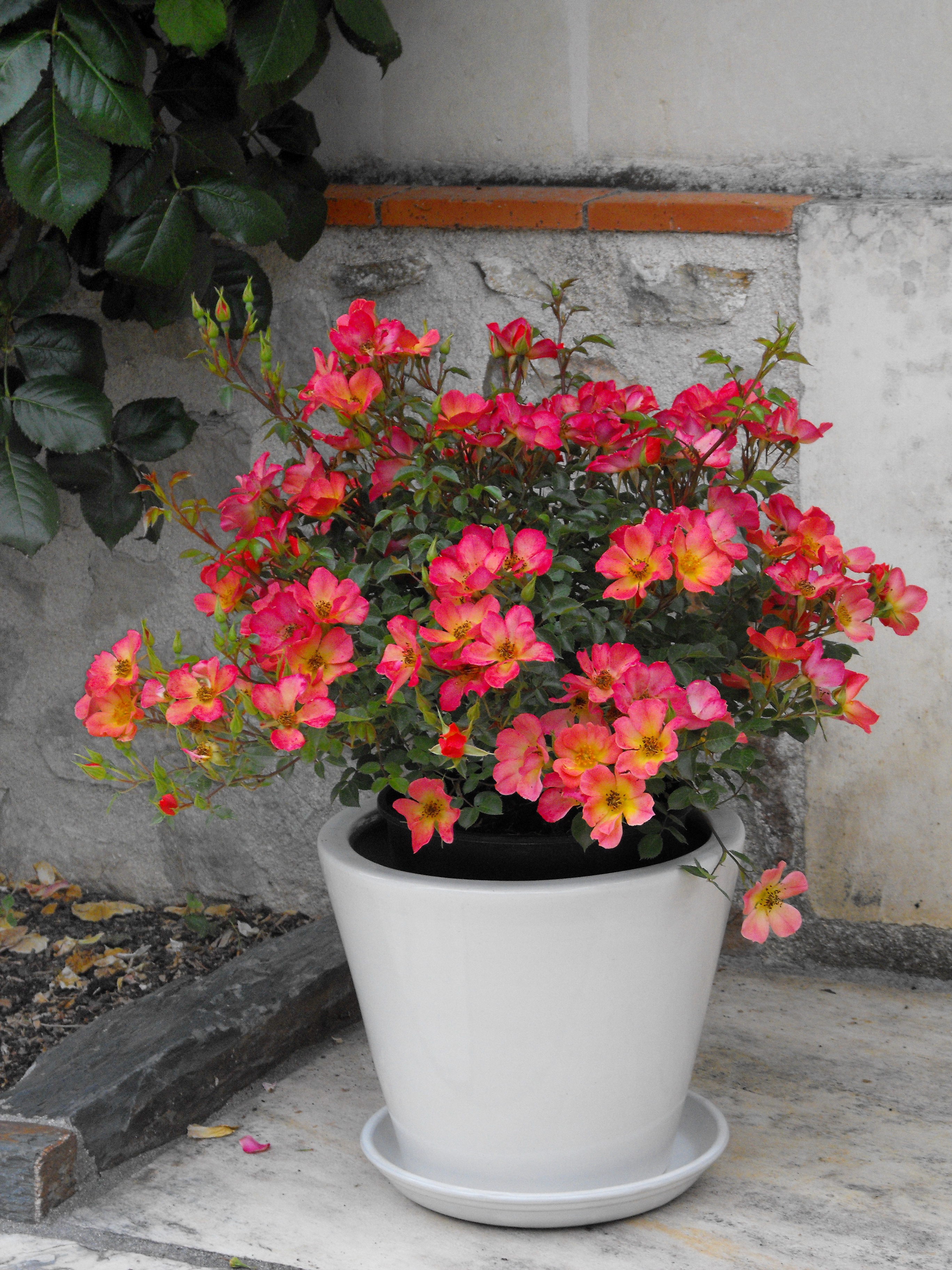 ©SUNFLOR - Primavera